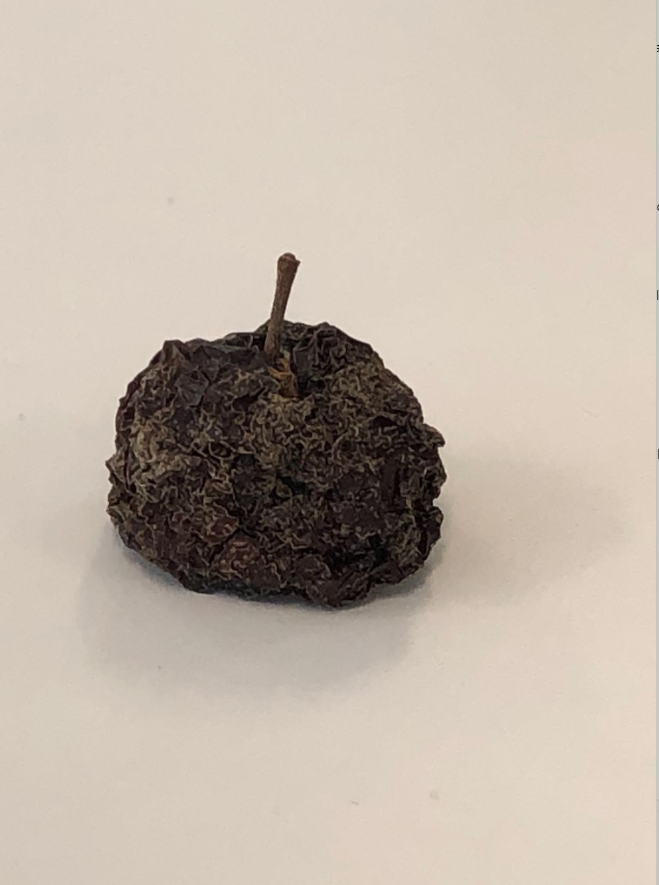 CentennialLib's tweet photo. We reopened our library spaces on Monday.  One of our library technicians rediscovered an old friend - an apple left behind when we closed in December.  It's been a tough go for a lot of us - I know how that little apple feels. https://t.co/nDREGjERvg