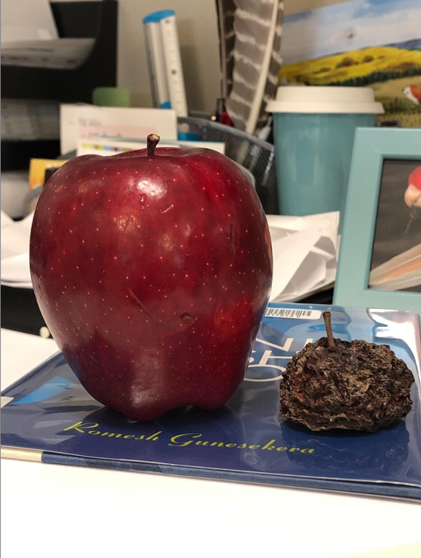 We reopened our library spaces on Monday.  One of our library technicians rediscovered an old friend - an apple left behind when we closed in December.  It's been a tough go for a lot of us - I know how that little apple feels.