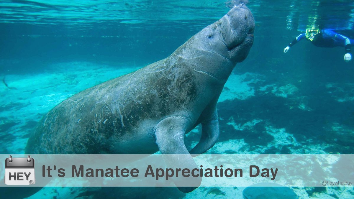 It's Manatee Appreciation Day! 
#ManateeAppreciationDay #NationalManateeAppreciationDay #Manatee