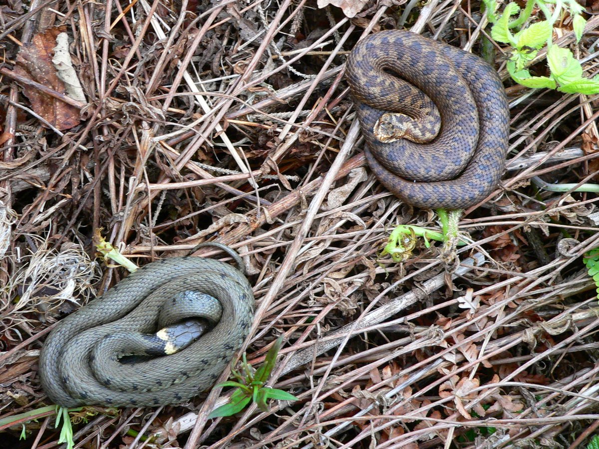 A bit of a #BrainTeaser for a Wednesday afternoon. Can you identify the two #snake species in this picture?  

#discoveringreptiles 

Photo © Steve Wilson