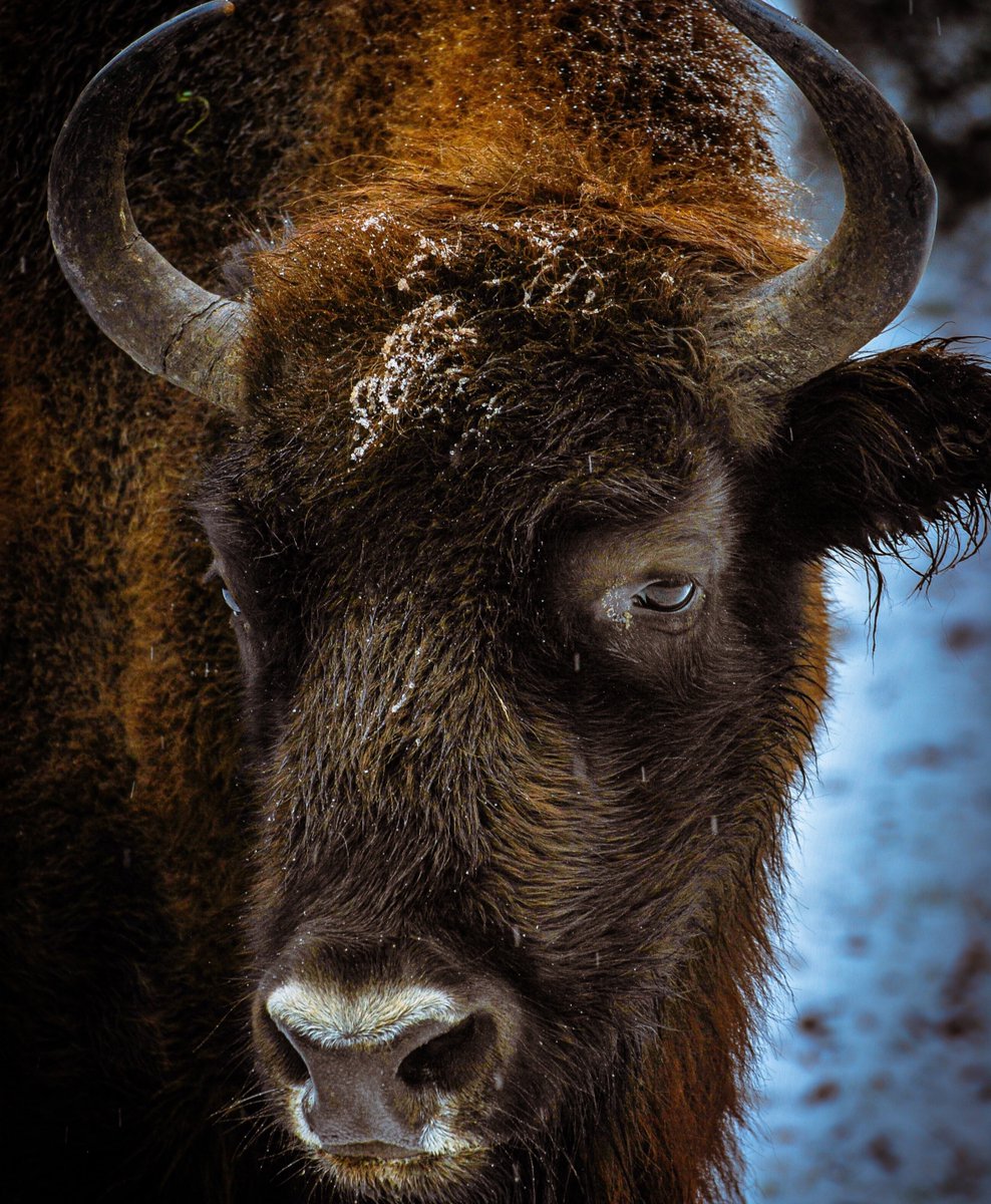 WyomingBeef's tweet photo. There are almost 5,000 bison that roam Wyoming today. This beautiful animal is also the state mammal of Wyoming!

#WyomingWednesday https://t.co/srVVFDdNJu