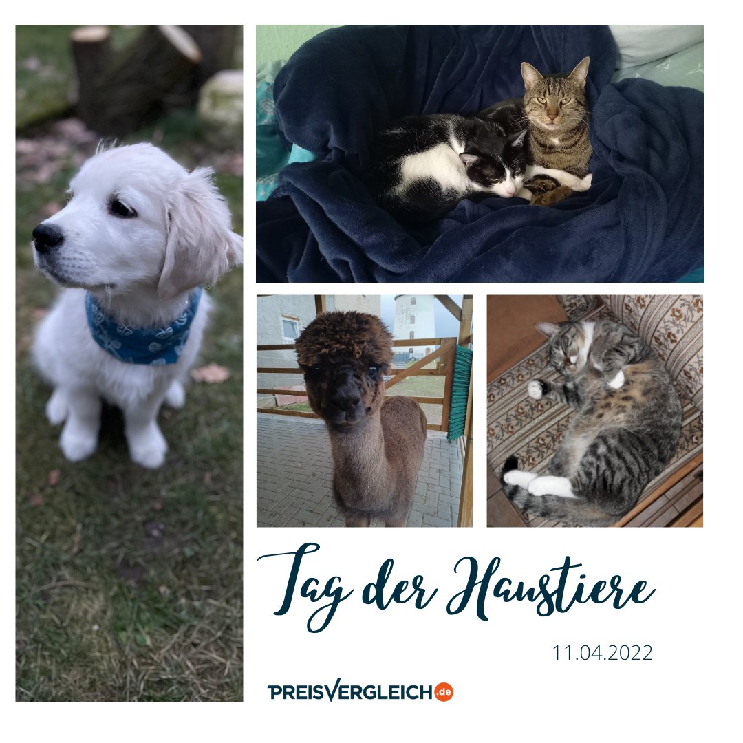 Der 11.04. steht ganz im Sinne unserer flauschigen Weggefährten...denn heute ist Tag der Haustiere. Und da wir unsere Tiere so schätzen, wollen wir sie heute in den Fokus stellen. Habt ihr Haustiere? Mach deinem Haustier heute eine Freude: amzn.to/3qFfX1N