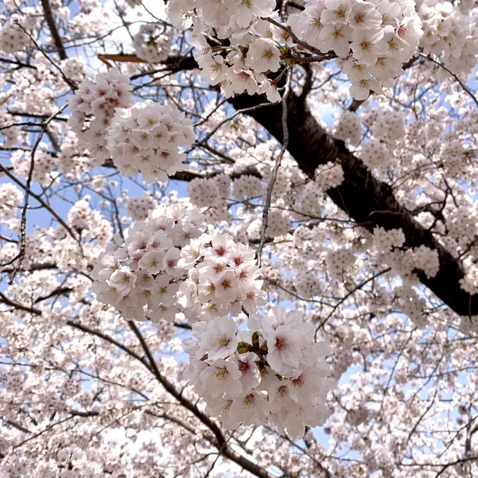 今日の散歩写真。足元と頭上。春爛漫です^ ^ 