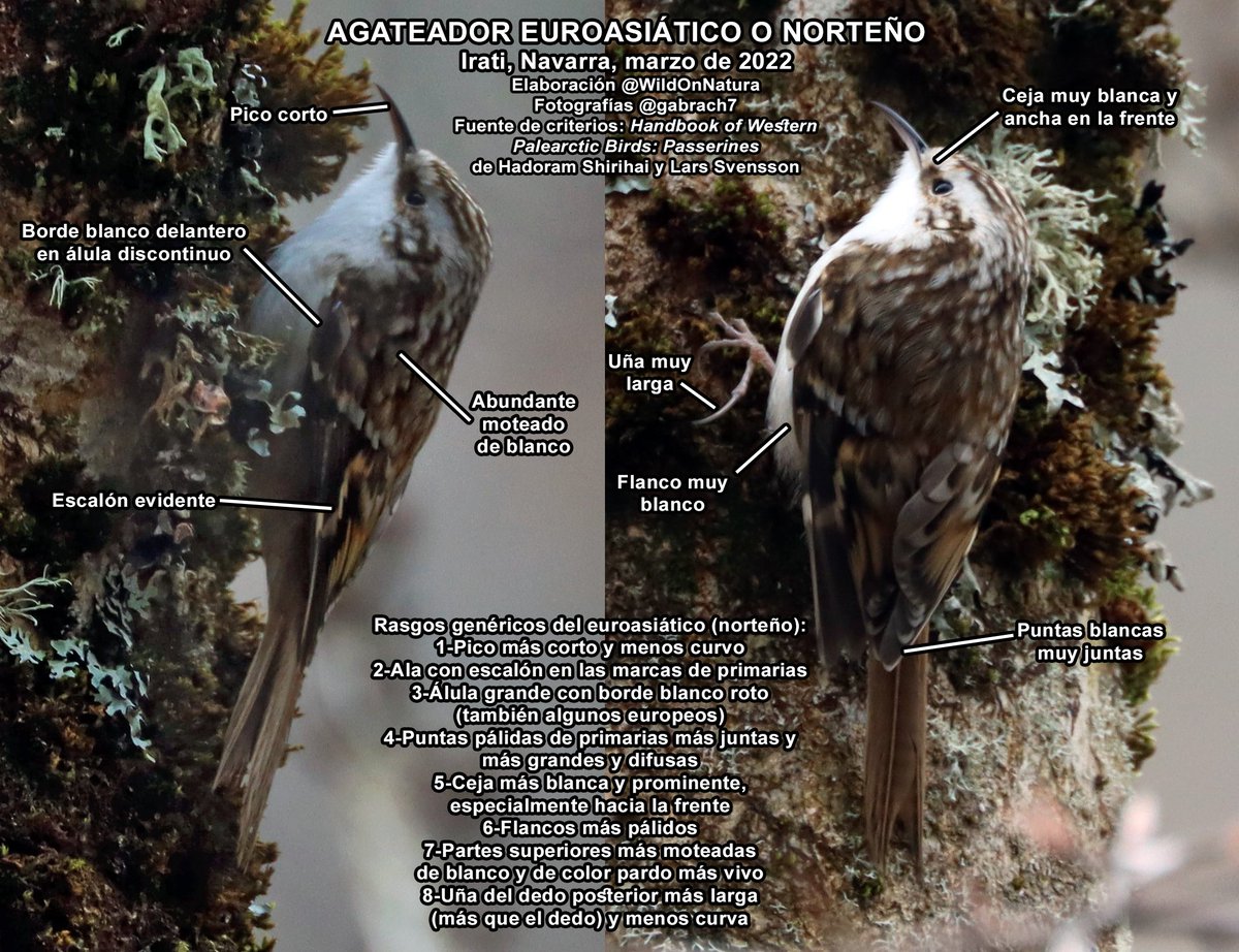 WildOnNatura's tweet photo. Hace unos días en Irati, Navarra, @lourdesberzas, @XabiGaztea, @JosCarlosDuro1 y yo vimos este agateador euroasiático o norteño que @gabrach7 pudo fotografiar. Es relativamente complicado de separar del muy similar agateador europeo o común, va una lámina con detalles útiles: https://t.co/n0CXhO6E62