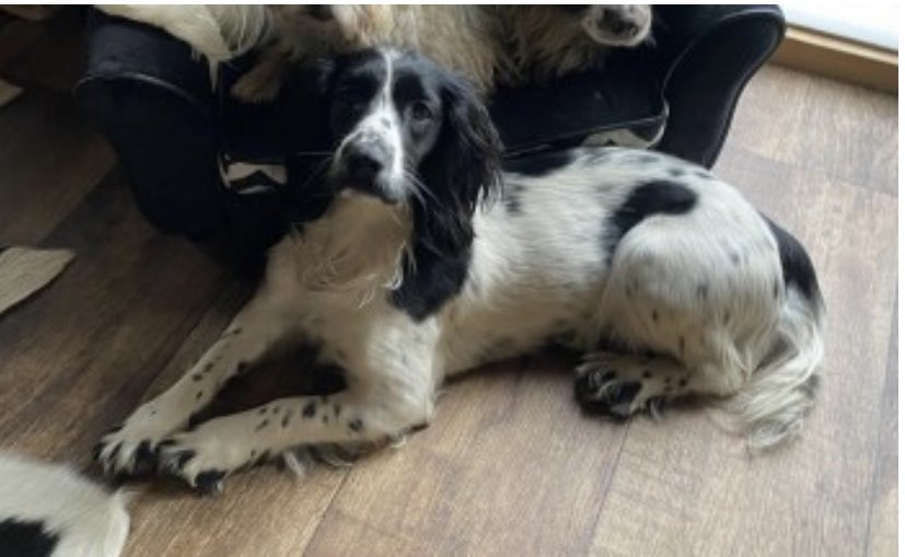 rosieDoc2's tweet photo. #SpanielHour 7-8pm WEDNESDAYS
OBO is still not home
(Lost with TEAZLE )
#Ashcott #Somerset
SPAYED & CHIPPED
Young adult #Sprocker Blk&wh
💔Have you seen me please?💔
https://t.co/mTNg2vxDe1
@bs2510 @KarenFi51820768 @VetsGetScanning @SheilaGarci2 @BitofDecorum @HunnyJax https://t.co/59zCBK92Jc