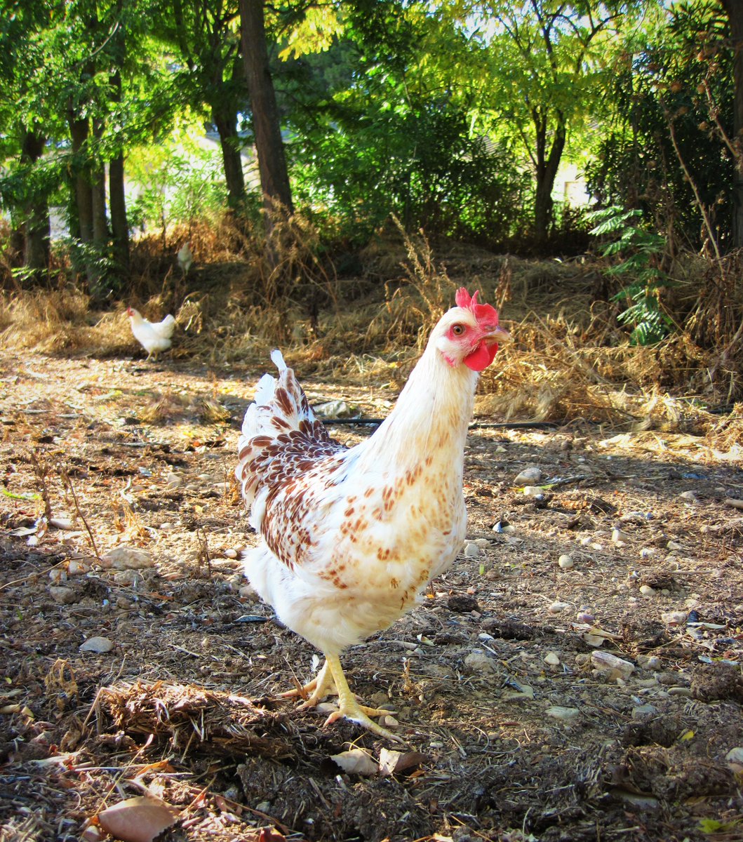 Rural_Poultry's tweet photo. .@MohamedBouzidi0 also lists some challenges for the #RuralPoultry sector: 

☀️Risk of availability of land for outdoor runs
⚙️Widening gap in technical gains between standard &amp; rural poultry
📈Sharp increase in feed prices
❌Risk of shortage of non-GMO raw materials
… https://t.co/p5zRtAT9dC