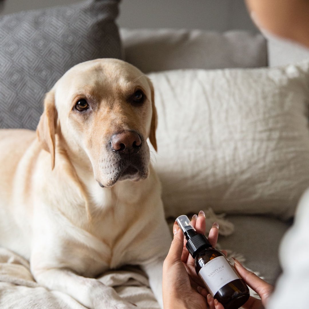 destinationdog_'s tweet photo. Our ‘Vanity Fur’ Natural Colognes are live on our website! 🐶🛍

Visit: https://t.co/BulAMJxrW2 https://t.co/K4p5a2Scuq
