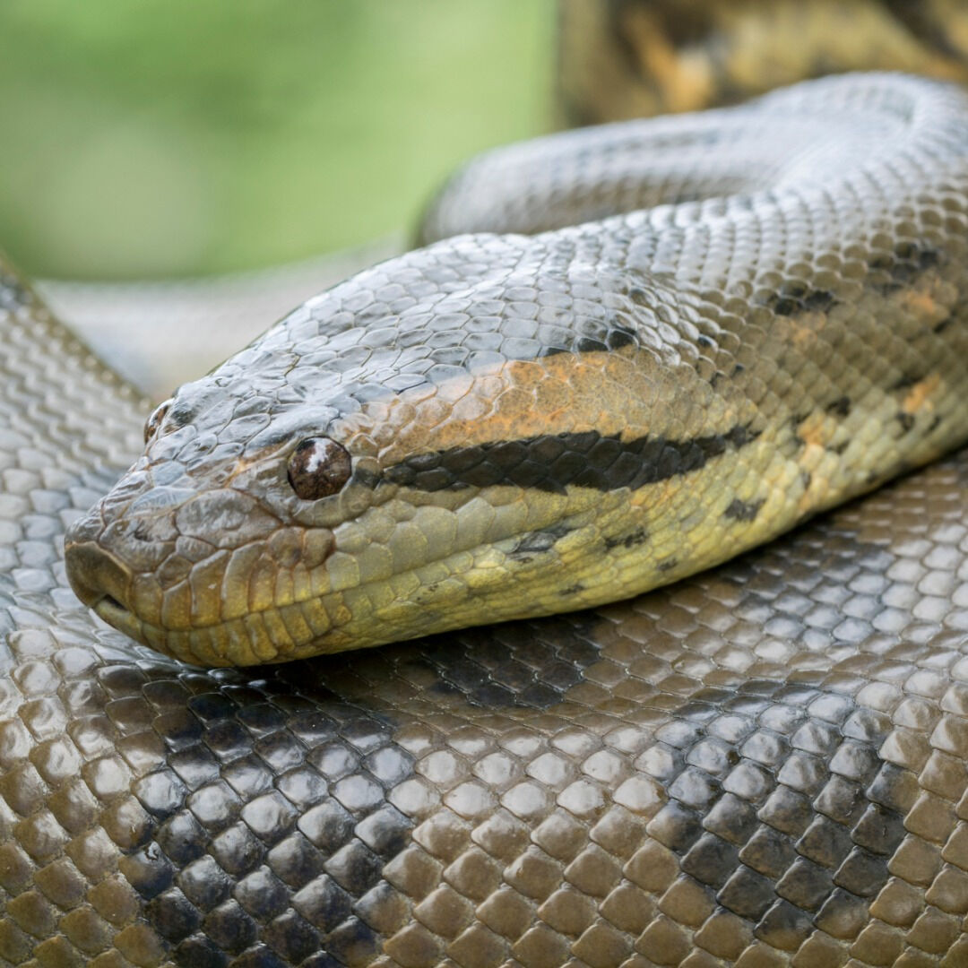 WallaceaFriends's tweet photo. 📖 Fun Fact: The green anaconda is not venomous - to hunt, it asphyxiates preys and swallow them whole!
🔸 Conservation Status: Least Concern

#wildlifewednesday #snake #anaconda #giantanaconda #rainforest #guyanatourism #tourismguyana #opwall https://t.co/A9t7dLvb8C