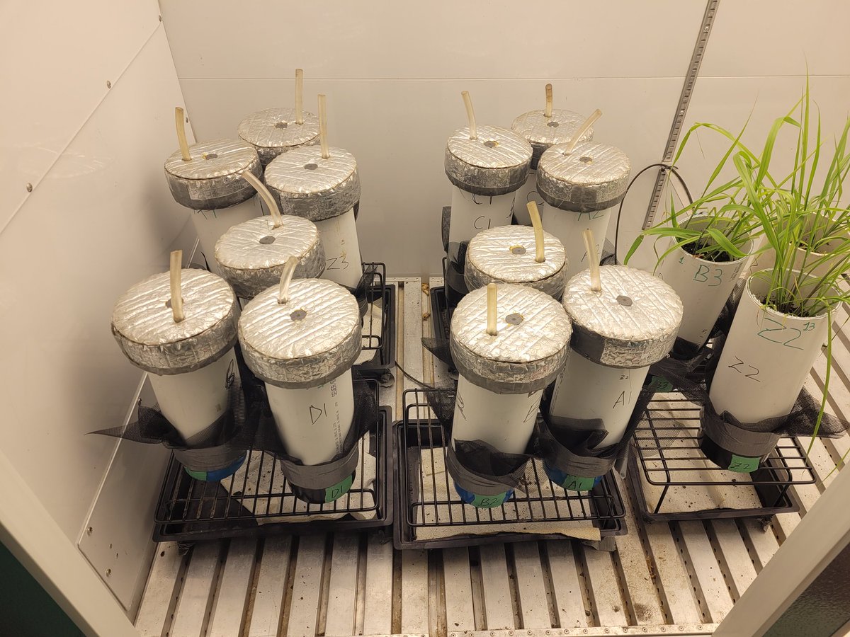 Augustine Osei, PhD, PAg tweet media