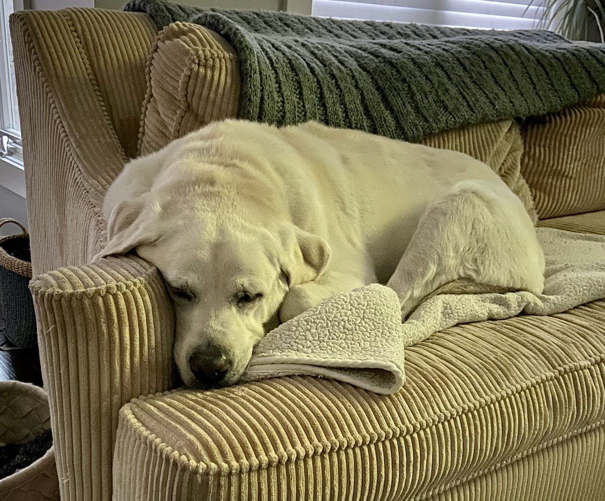 CoachMiles's tweet photo. #Sammy prepping for the #FinalFour - She can’t handle all the #marchmadness https://t.co/BLrxJBUjte