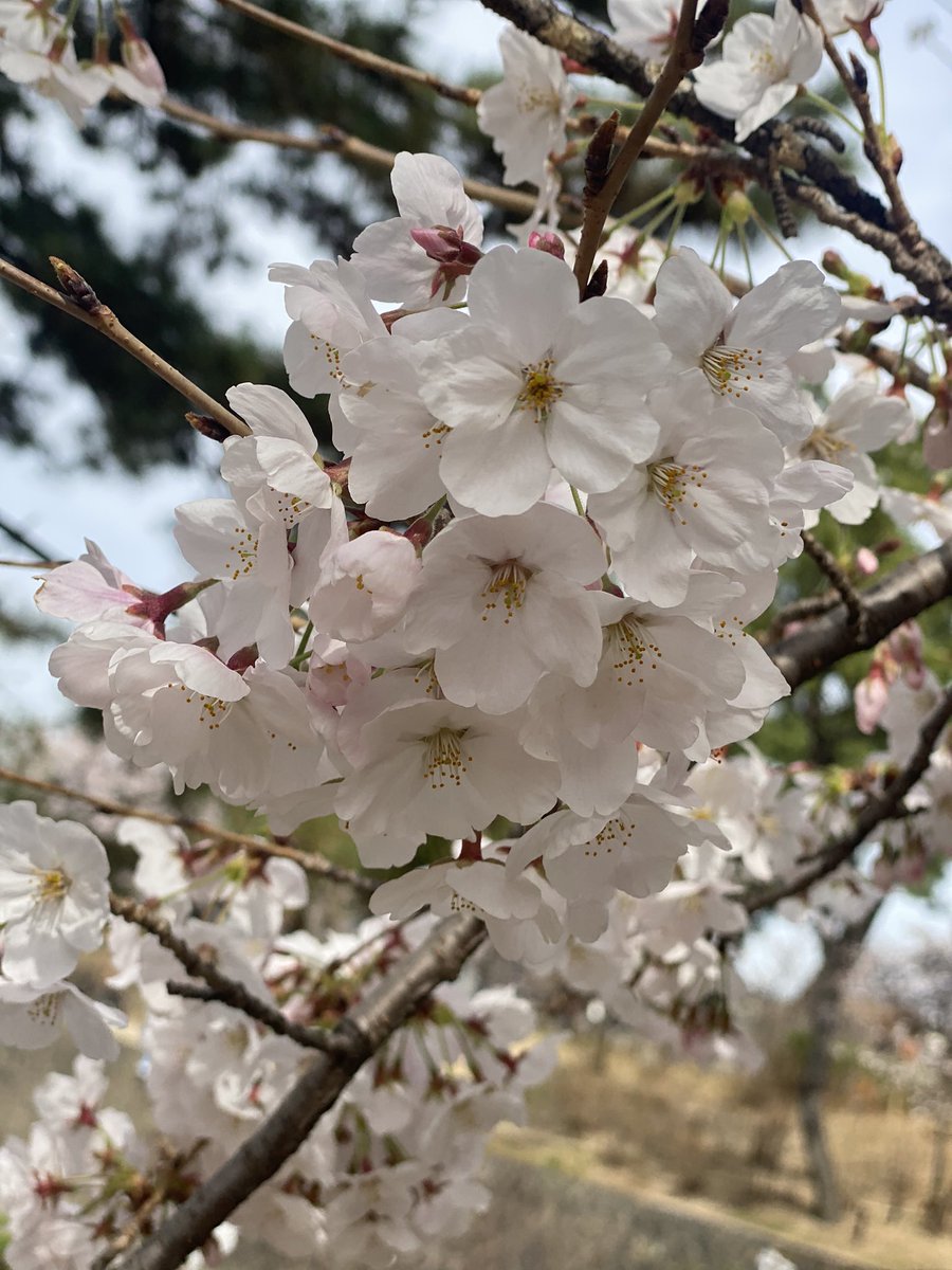 nwe_yh's tweet photo. 今日は桜を見に行ったんだあ〜🌸 https://t.co/hMAtMTnb5z