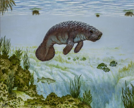 Today is Manatee Appreciation Day. I met a lot of manatees when I used to live at Wakulla Springs. Learn  more about them and Guy LaBree, the artist who created this painting, here: facebook.com/museumofflorid…