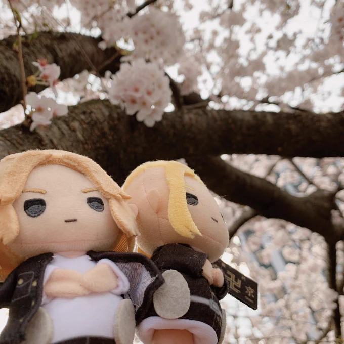 推しらとお花見んぶっ🌸 