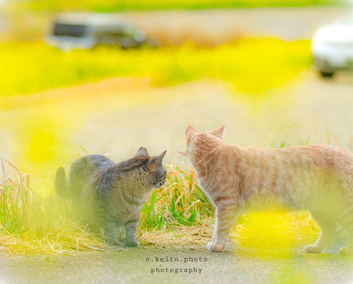 kei_photo412's tweet photo. カワセミを撮りに行ってたら3匹の野良ちゃんと仲良くなりました🥰
#写真好きな人と繋がりたい #ファインダー越しの私の世界 #キリトリセカイ
#野良猫のいる風景 #team_jp_ #thelifejapan #japanphotogroup #東京カメラ部 #東京カメラ部instagram #photography #photomap #photographer #photo https://t.co/hNmzqDmXUa