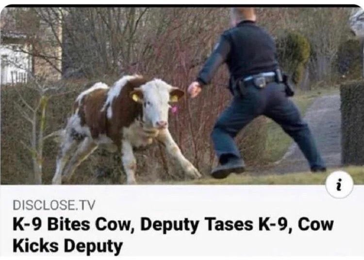 dfaber84's tweet image. Excited for another day of taking care of God’s devil creatures.