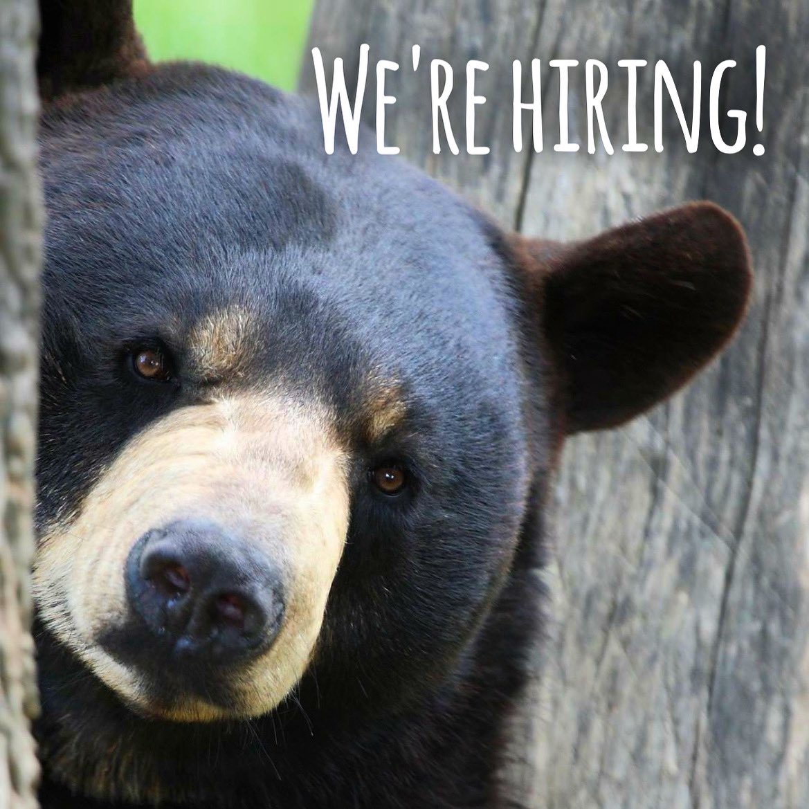 Want to join our team? The Salato Center is currently hiring an Animal Care Specialist I and an Administrative Specialist III. Follow the link below for more details and to apply today! 

fw.ky.gov/Education/Page…