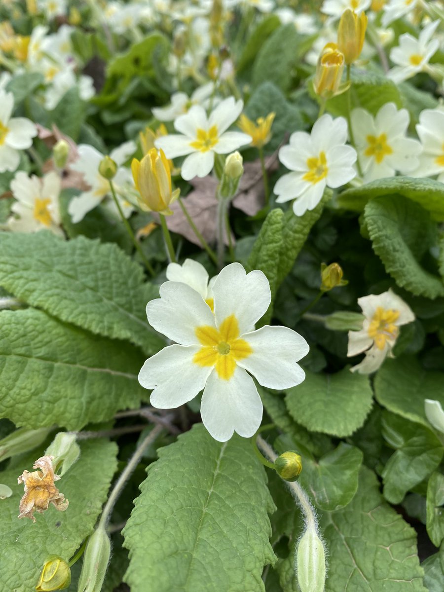 gojauntly's tweet photo. Spotted in Brockley #NatureNotes 💚 🌿 #SpringStomp https://t.co/T3xT44jnAb