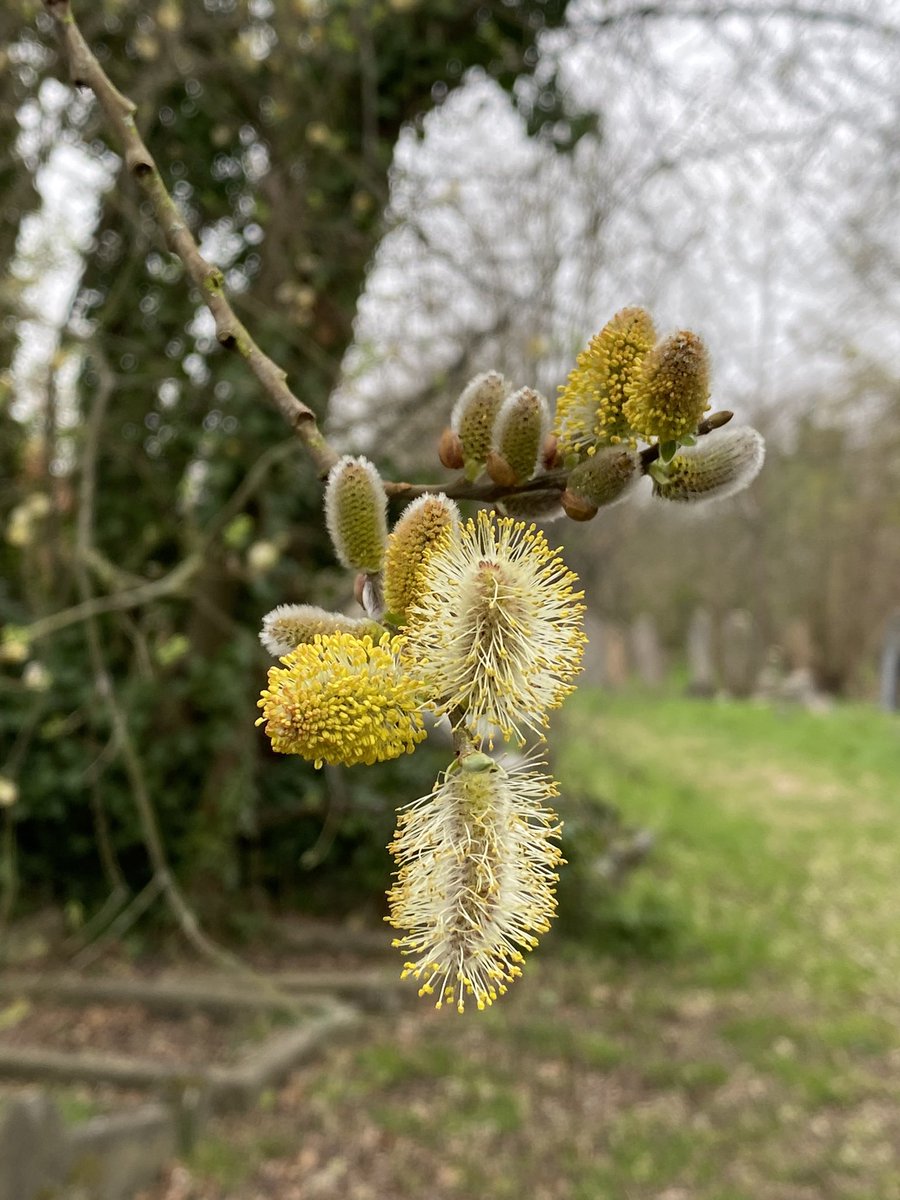 gojauntly's tweet photo. Spotted in Brockley #NatureNotes 💚 🌿 #SpringStomp https://t.co/T3xT44jnAb