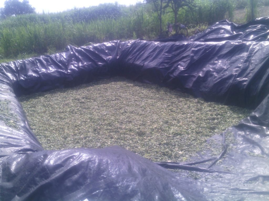 SangwaSifa's tweet photo. During the spring season, nature bursts, and pastures grow faster than your herd can consume them. Collecting surplus pasture for silage is an excellent way to preserve nutrients for the autumn and winter months when pastures are less productive. #silagemaking
#livestockfeed. https://t.co/hxcankVAfw