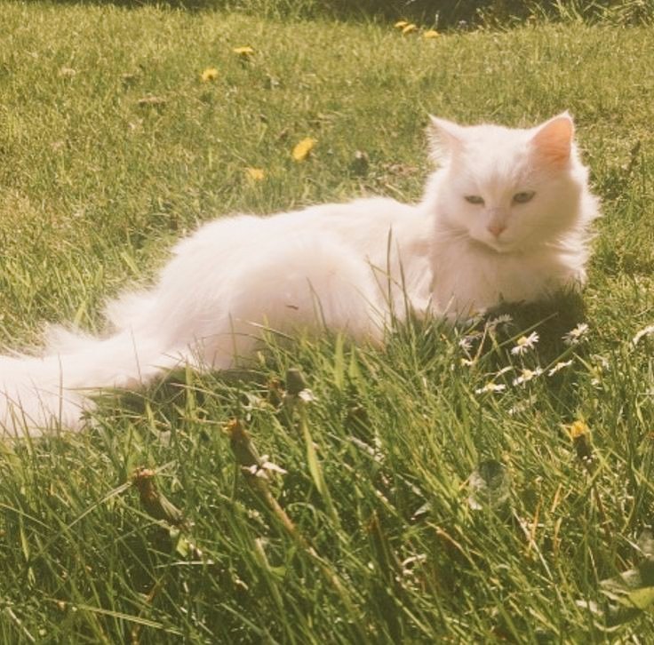 TEMPEST_Gallery's tweet photo. 🌿*＊✿❀ REST ❀✿＊*🌿 https://t.co/AhU5nbS7xd