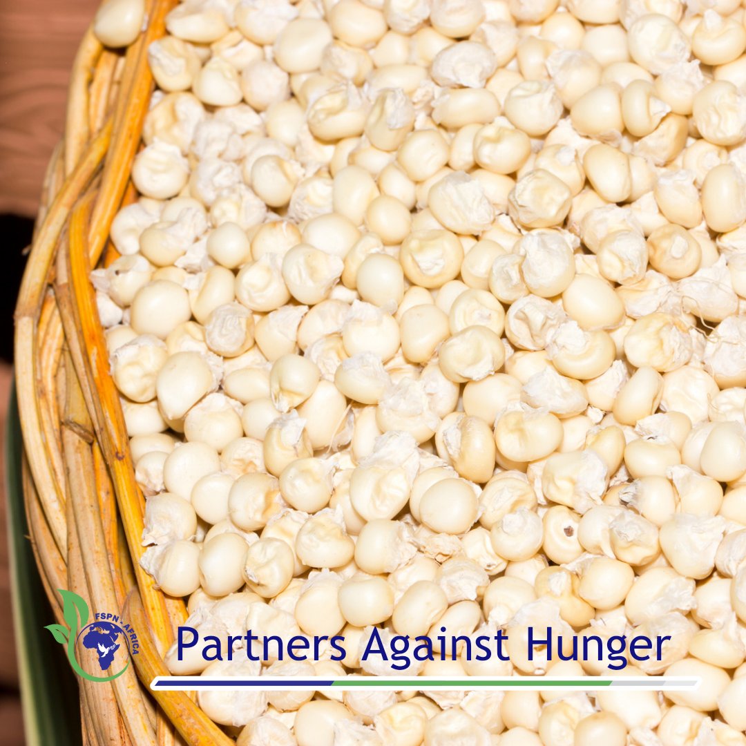 fspnAfrica's tweet photo. Here are some of ways to retain quality and safety of cereals
πΈ Proper drying up to <13% moisture content πΈ Use high quality seeds
πΈ Store far from wall on wooden base stand
πΈ Use aflasafe
πΈ Aflatoxin binders
πΈ Soil testing
#PartnersAgainstHunger #farm2forksolution #DAA https://t.co/zcPkF8YmsG