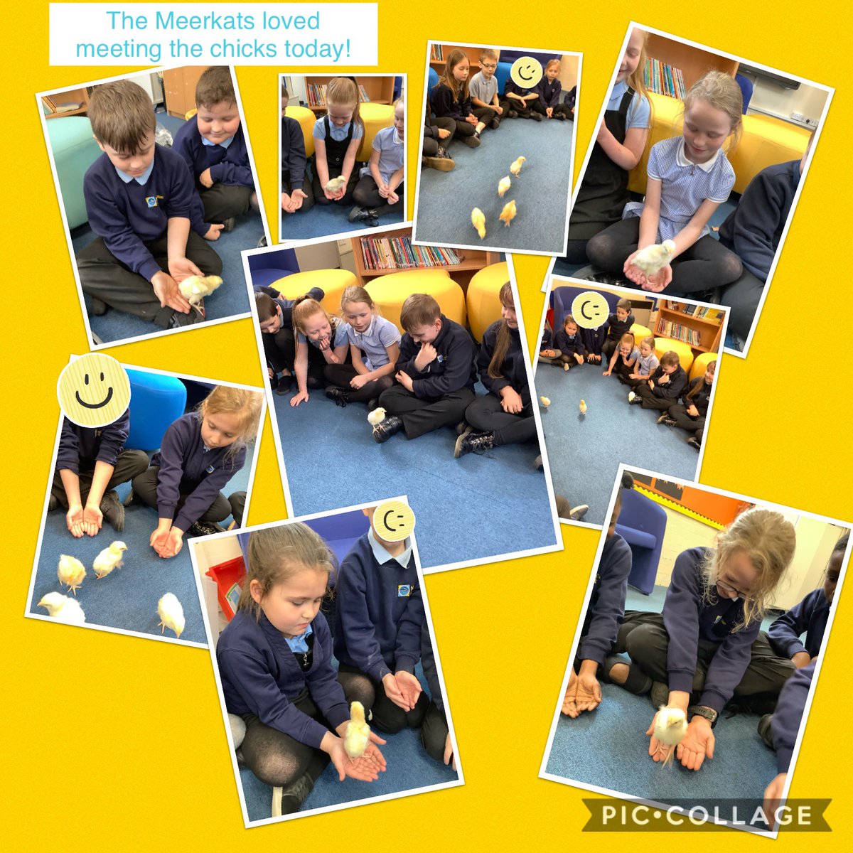 The Meerkats loved meeting the chicks today! ⁦<a href="/wearenewington/">Newington Academy</a>⁩