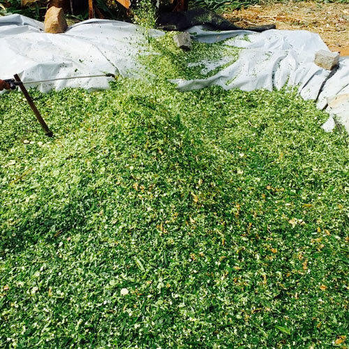 SangwaSifa's tweet photo. During the spring season, nature bursts, and pastures grow faster than your herd can consume them. Collecting surplus pasture for silage is an excellent way to preserve nutrients for the autumn and winter months when pastures are less productive. #silagemaking
#livestockfeed. https://t.co/hxcankVAfw
