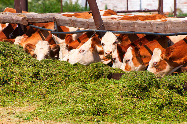 SangwaSifa's tweet photo. During the spring season, nature bursts, and pastures grow faster than your herd can consume them. Collecting surplus pasture for silage is an excellent way to preserve nutrients for the autumn and winter months when pastures are less productive. #silagemaking
#livestockfeed. https://t.co/hxcankVAfw