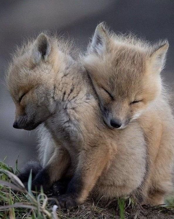 WholesomeMeme's tweet photo. Goodmornin everyone :)
Have these fox bros to start ur day :3 https://t.co/IxXrfbqGUg