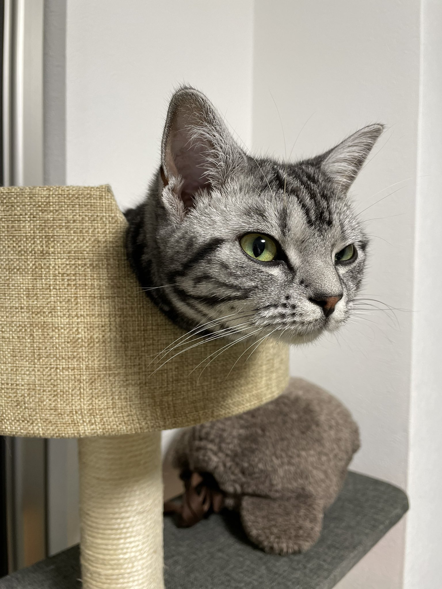 クロネコニャーゴー にゃ～お - YouTube