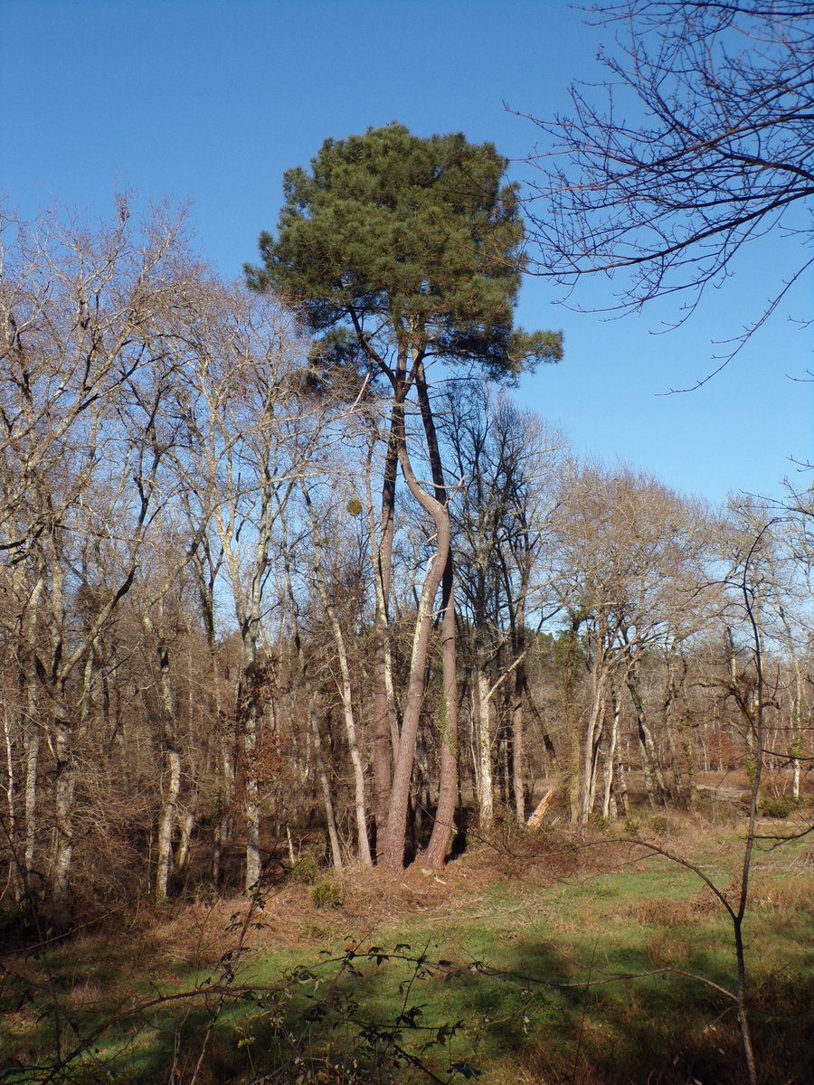 Le projet mortifère LGV BORDEAUX TOULOUSE aurait une emprise estimée de 4830ha (1.230 ha de surfaces agricoles +2.850 ha d’espaces sylvicoles). Non à ce projet, une alternative existe.
#sudgironde #