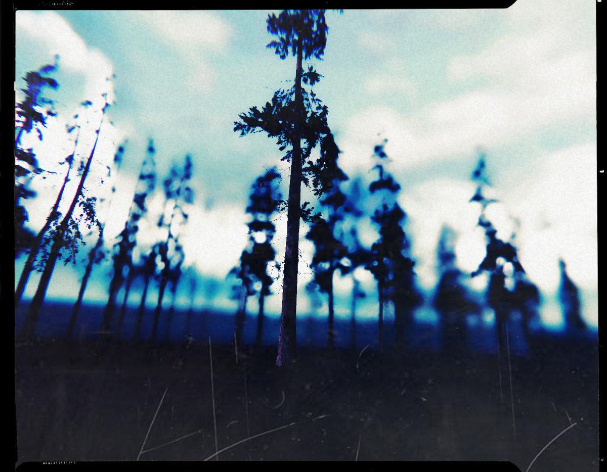 A moody shot of the trees out the back of the mill.

#100DaysofGameDev #gamedev #IndieGameDev #indiegames #madewithunity #VirtualPhotography