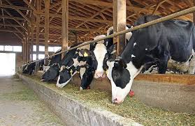 SangwaSifa's tweet photo. During the spring season, nature bursts, and pastures grow faster than your herd can consume them. Collecting surplus pasture for silage is an excellent way to preserve nutrients for the autumn and winter months when pastures are less productive. #silagemaking
#livestockfeed. https://t.co/hxcankVAfw