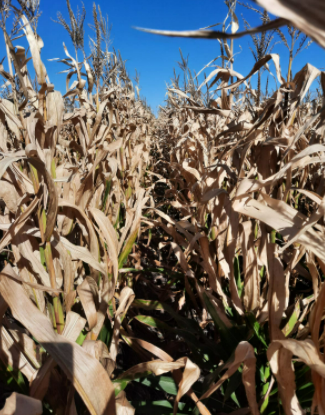 Maíz que sufrió helada. Un tip importante para estos casos: si hay tejido verde y el tejido sigue verde después de un par de días, la planta aún está llenando los granos, con fotosíntesis de ese tejido verde más removilización. En esta época del año la demanda (Sigo)👇
