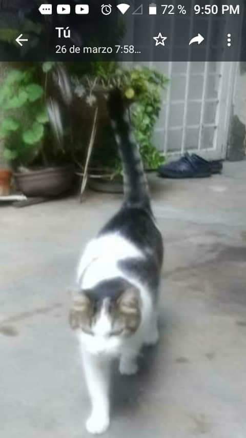 yaracalcagno's tweet photo. Difundo. Esta gatita está extraviada en La Trinidad. Su dueña la llora y la busca desde hace 3 días, es una señora mayor. La han buscado y no aparece.  Se llama Gatubela. Si la ven por favor comunicarse con el Sr Oscar al 04125899023
Tiene 8 años es arisca con los extraños https://t.co/7chxr4Jv8d