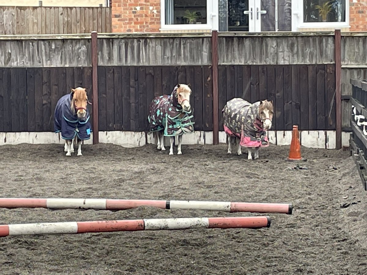 Rabbitminiature's tweet photo. We are absolutely NOT feeling this weather 🥶🤨#bigrugsbackon #itscold #grumpyponies https://t.co/3HTV2wdyZJ