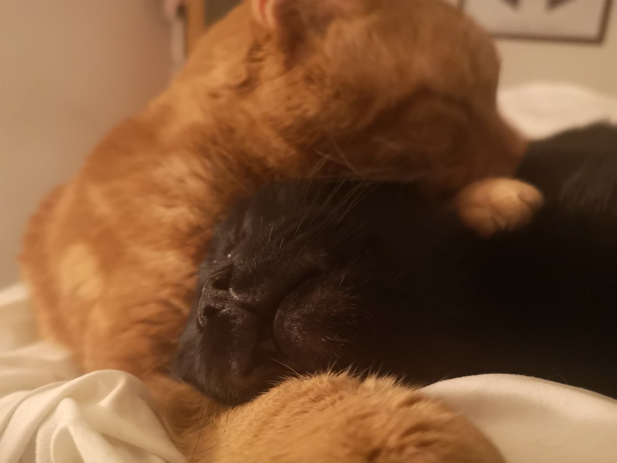 KaySheedy's tweet photo. Best furiends! 😻 #CatsOfTwitter https://t.co/LQbp4X8ucq