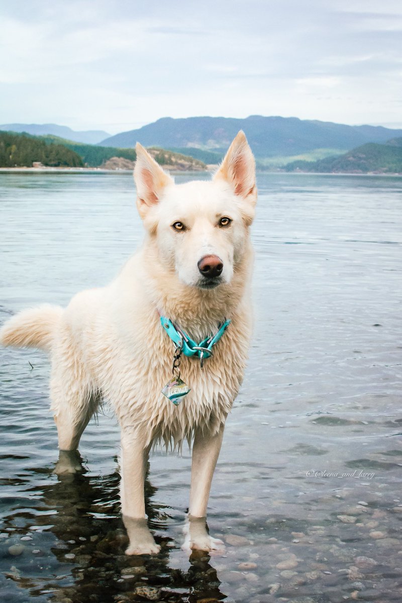 Seas the day!
#PacificOcean #QuadraIsland #BeautifulBritishColumbia