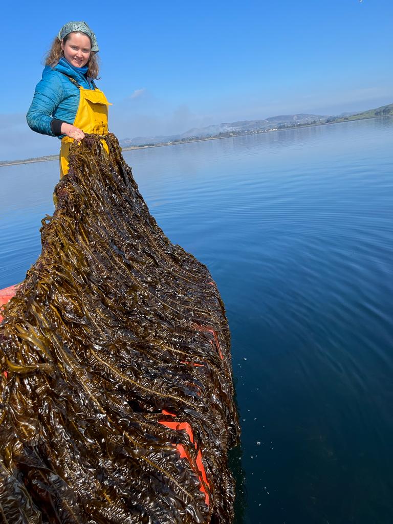 TheSeaweedCo's tweet photo. The Seaweed Company has had an exciting week and it's only Wednesday! From our press release yesterday to this beautiful growth of Alaria in Ireland, we're a happy bunch! 🤩🌿
.
.
.
#Theseaweedcompany  #seaweed #seaweedfarming #impact #alaria #hookedonseaweed https://t.co/nOBnZNm4bj