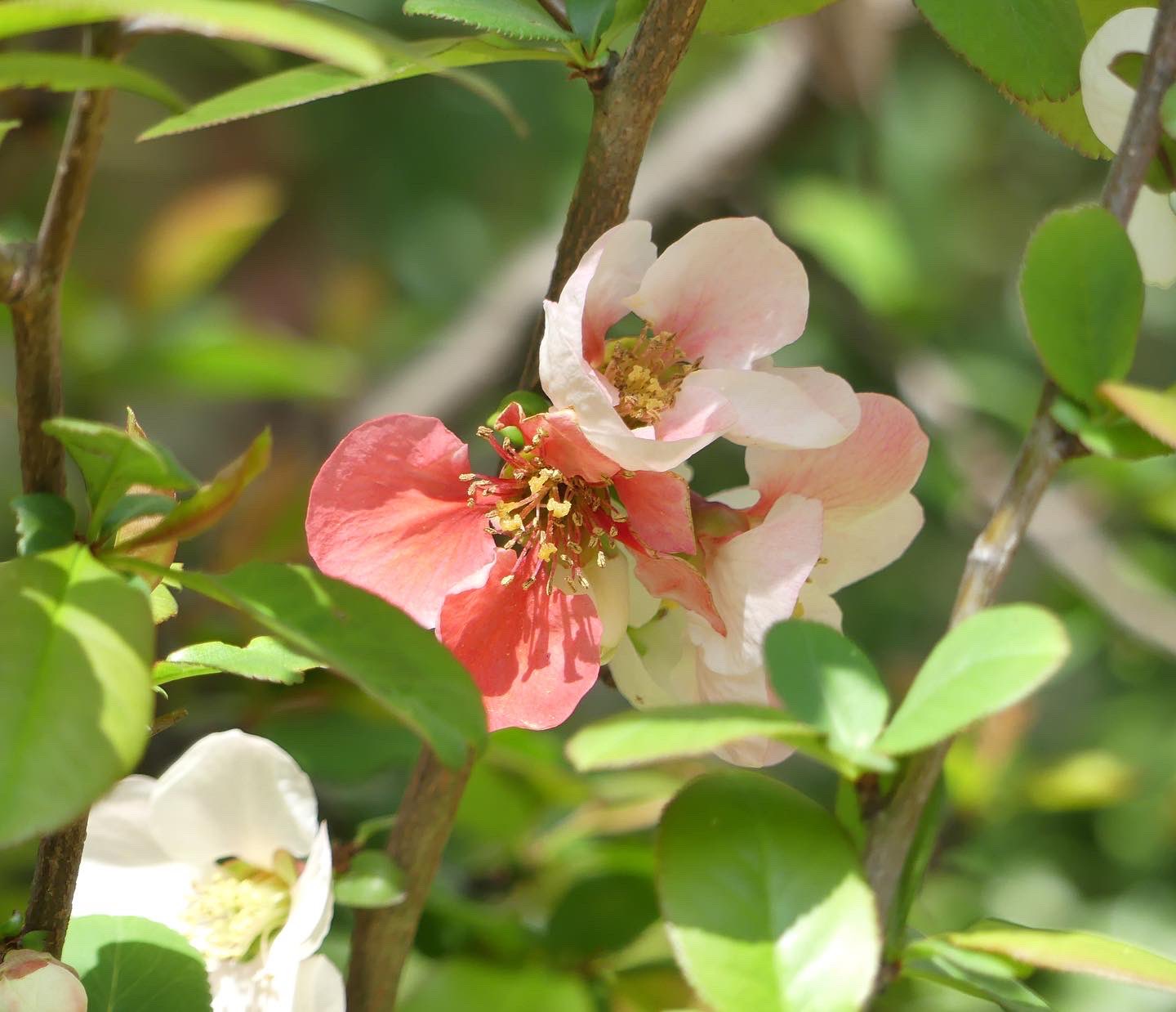 Kulumi くるみ 満開の桜で賑わう桜通りで 木陰でひっそりと 木瓜の花が綺麗に咲いていました ボケ 木瓜の花 花言葉 妖精の輝き 桜通り T Co 8oym7gxrba Twitter