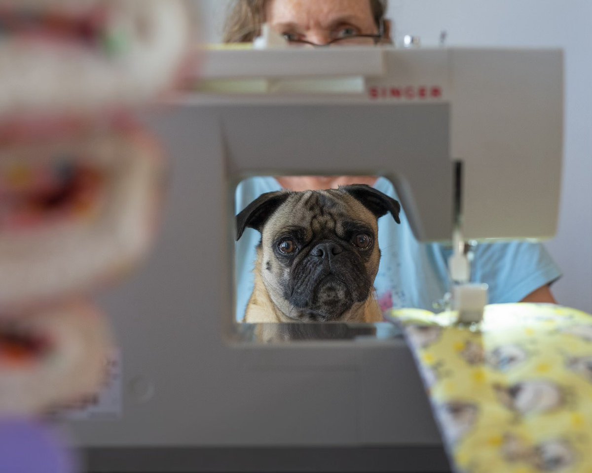 Little Banksy is very good at quality control…… He is settling in really well and is a ray of sunshine 🌼☀️ #pugs #puglife #blindbutnot