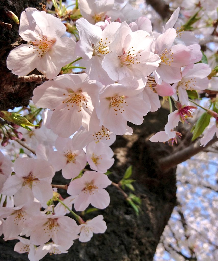 トンネル(段葛)を通って ヘ🌸🕊 を楽しみ覚園寺、法華堂跡、大蔵幕府跡などゆかりの地巡り17000歩👣 写真の整理追いつきません💦 井上蒲鉾店の練り物と海鮮巻きでやっと & 〜🍻