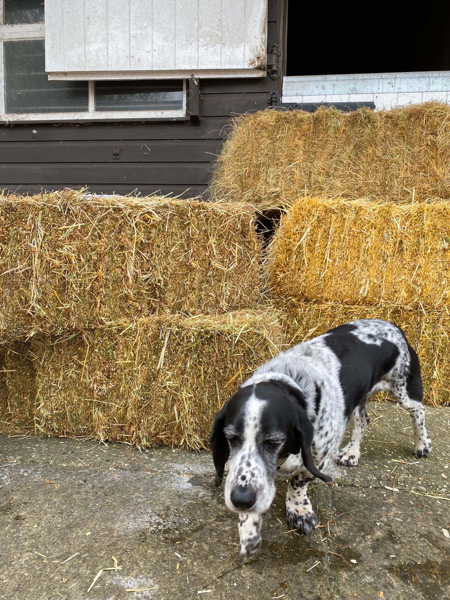 FrankInnsEquine's tweet photo. Introducing Bert, our fearsome hound and part-time office assistant.  

Get in touch today to find out more about our mixed deliveries covering hay and bedding - https://t.co/sgxTGg1uZQ

#horseracing #horse #horses #thoroughbred #horsesofinstagram #racehorse #jockey #racing https://t.co/7FbGxJAARR