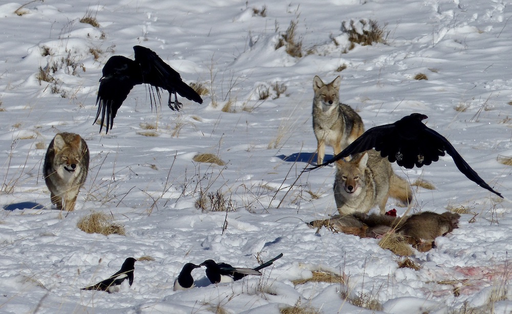 rick_lamplugh's tweet photo. After years of watching ravens thrive by befriending wolves and coyotes and then stealing food from them, I decided to learn more about ravens. What I learned may surprise and entertain you: https://t.co/cflCdgNeGc https://t.co/jC6CfHym9y