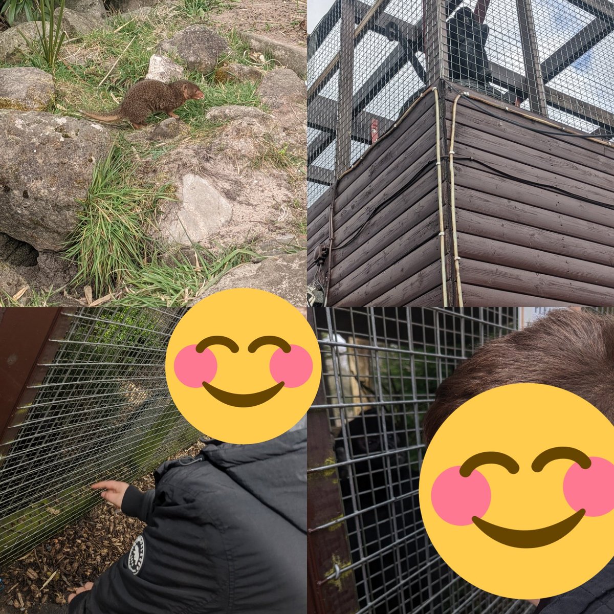 CSC_Class2's tweet photo. Trip to five sisters zoo with @CSCClass1 We saw lots of animals and even made a wish in the well! It was a nice little adventure together. The spider monkey loved C! 🦁🐒🐺 https://t.co/KzDSgnmC6R