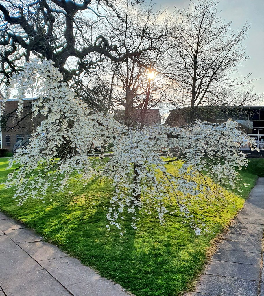 KeeleUniversity's tweet image. Spring at Keele is mostly filling your camera roll with endless photos of Cherry Trees 🌸 💚 

📸  @martinbooth6
📸  @CerysJ30
