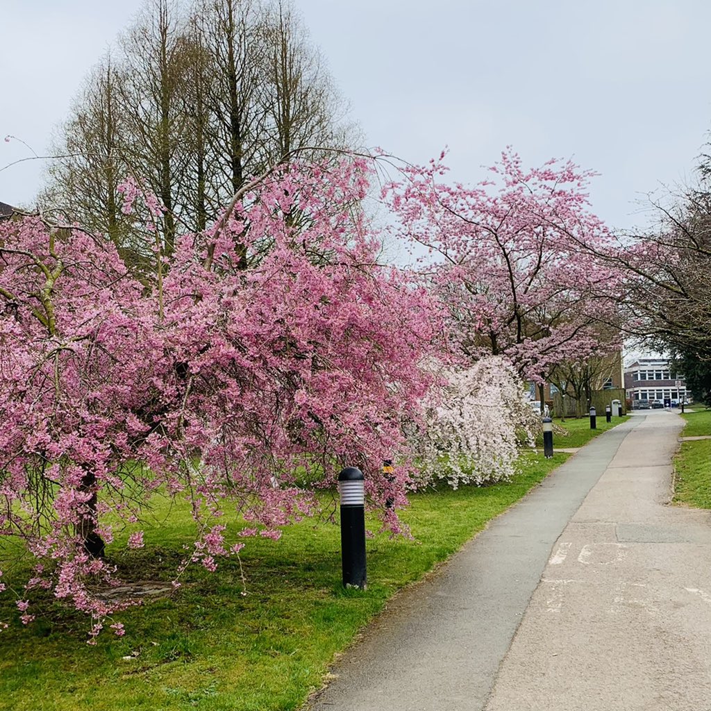 KeeleUniversity's tweet image. Spring at Keele is mostly filling your camera roll with endless photos of Cherry Trees 🌸 💚 

📸  @martinbooth6
📸  @CerysJ30