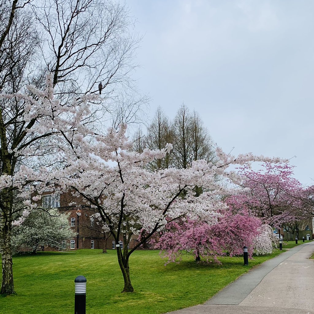 KeeleUniversity's tweet image. Spring at Keele is mostly filling your camera roll with endless photos of Cherry Trees 🌸 💚 

📸  @martinbooth6
📸  @CerysJ30