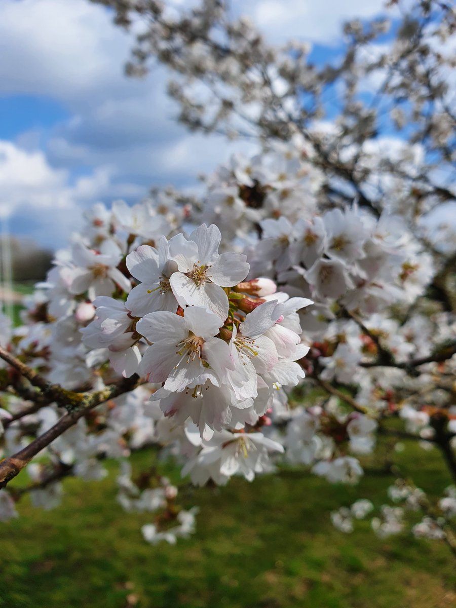 KeeleUniversity's tweet image. Spring at Keele is mostly filling your camera roll with endless photos of Cherry Trees 🌸 💚 

📸  @martinbooth6
📸  @CerysJ30