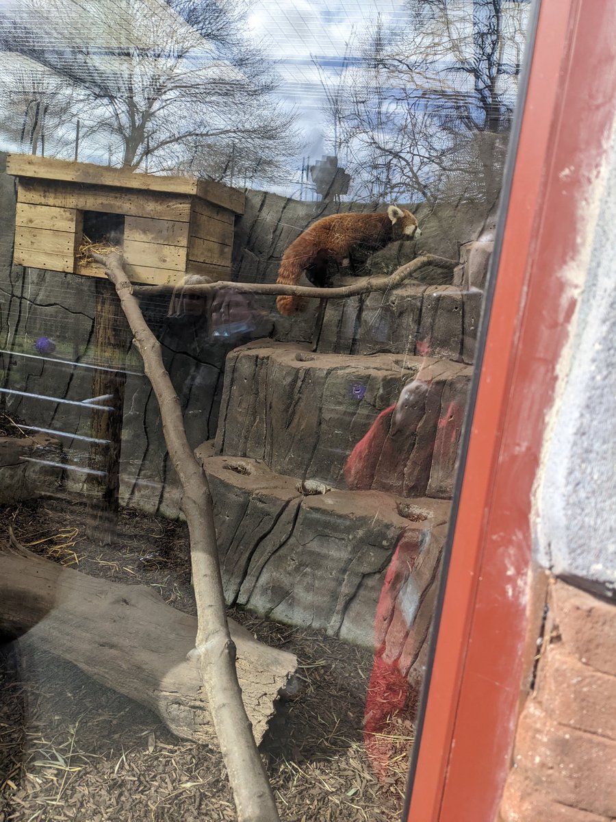 CSC_Class2's tweet photo. My favourite was the red panda, A thought it really looked like Red from the movie! ❤️ https://t.co/Mj3yYsTY3n